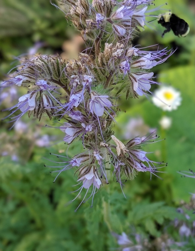 The Wonders of Phacelia: A Complete Guide Regenerative for Gardeners